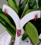 Lunaflare Curve Studs